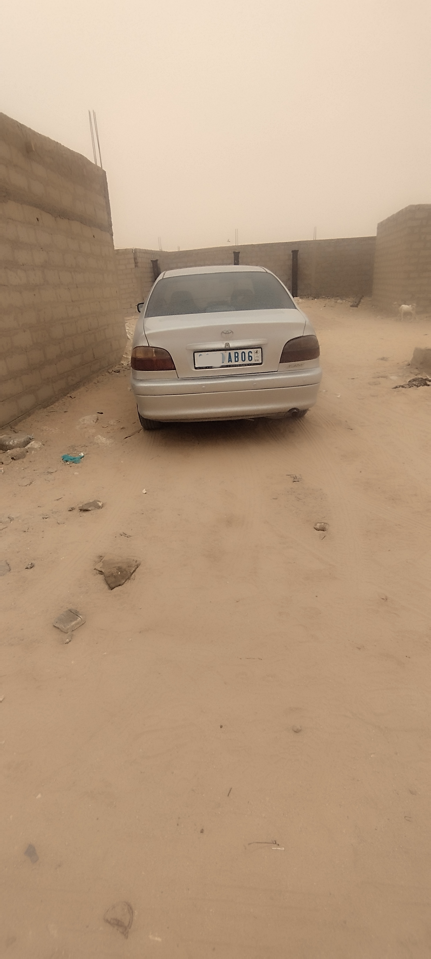 Avensis atica